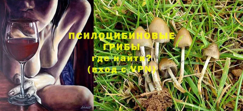 где купить   Уржум  Галлюциногенные грибы Cubensis 